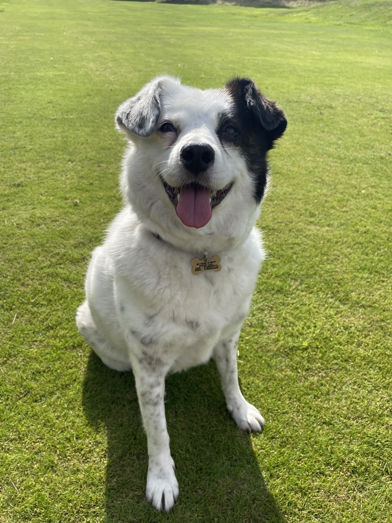 A happy dog sitting on grass